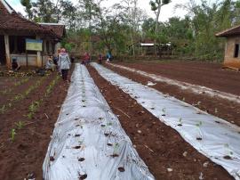 PROGRAM PENANAMAN CABE KWT SEKAR KINANTI DUSUN SEMBUKU,DESA DADAPAYU